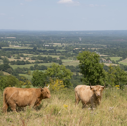 View at Ashford Hangars nature reserve with highland cows