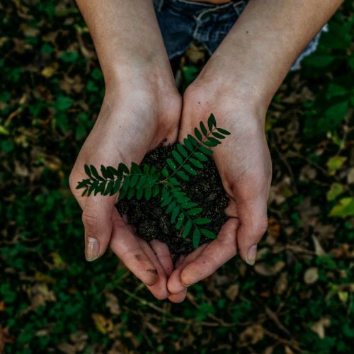 Hands holding a seedling