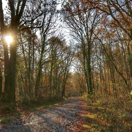 Staunton Country Park