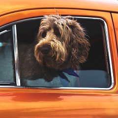 Photo of a dog with its head out of a car window