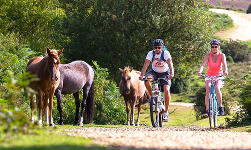 Couple on bicycles riding past horses