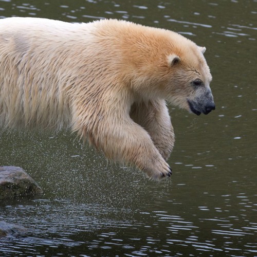 Photo of a polar bear