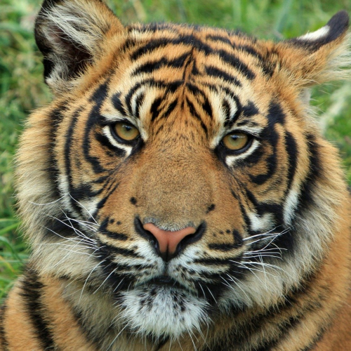 Photograph of a Tiger at Dartmoor zoo