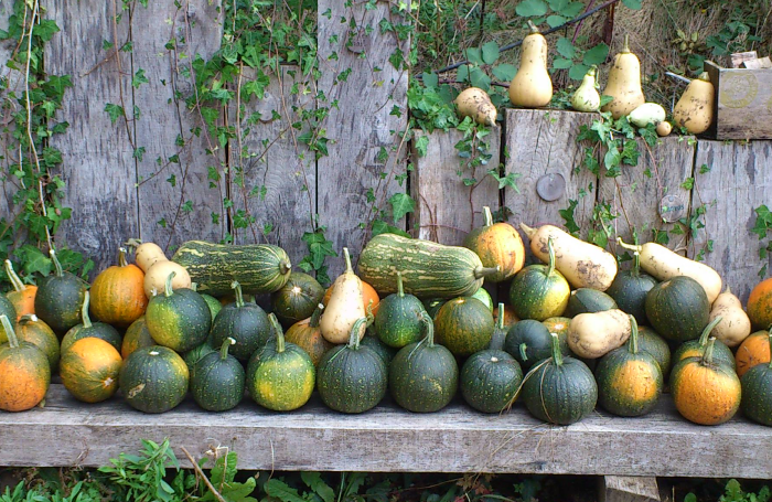 Photograph of pumpkins at Minstead Study Centre 
