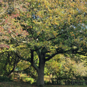 Tree study