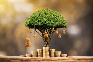 money tree