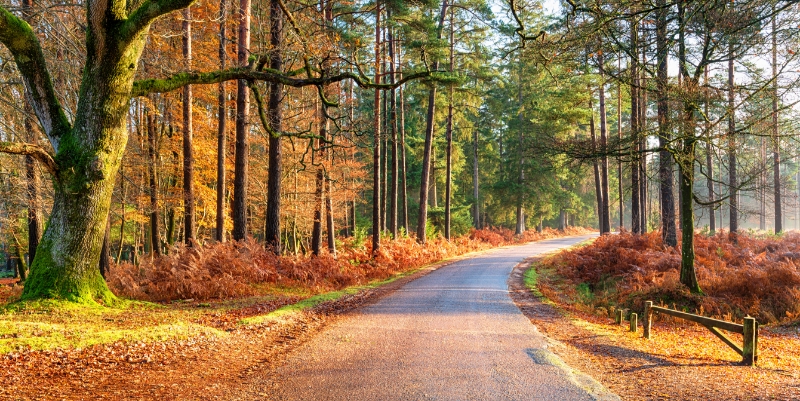 Hampshire countryside