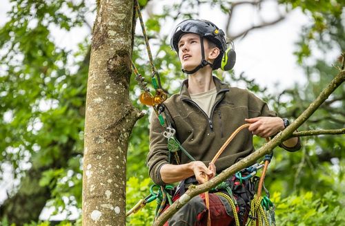 A person working in trees