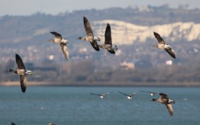 Birds flying at the coast