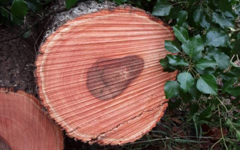 The rings of an ash tree that has been cut down.