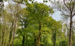 Trees