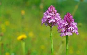 Two pink flowers in a green field.