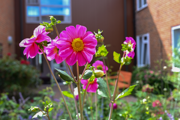 Fleming House flowers