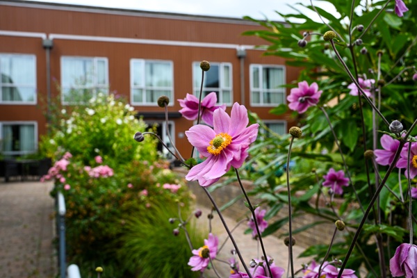 Flowers outside a care home