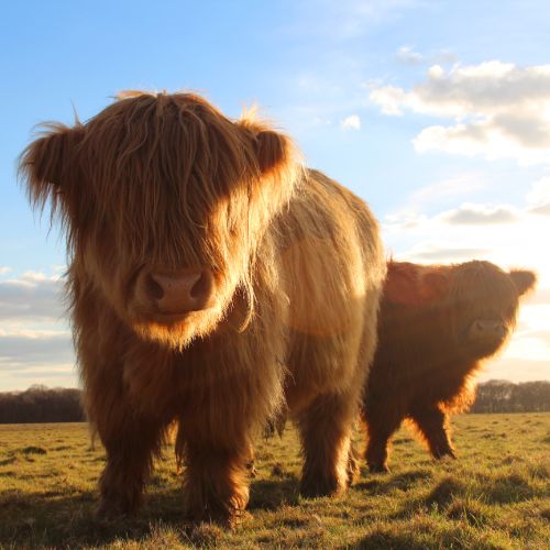 Two highland cows in a field