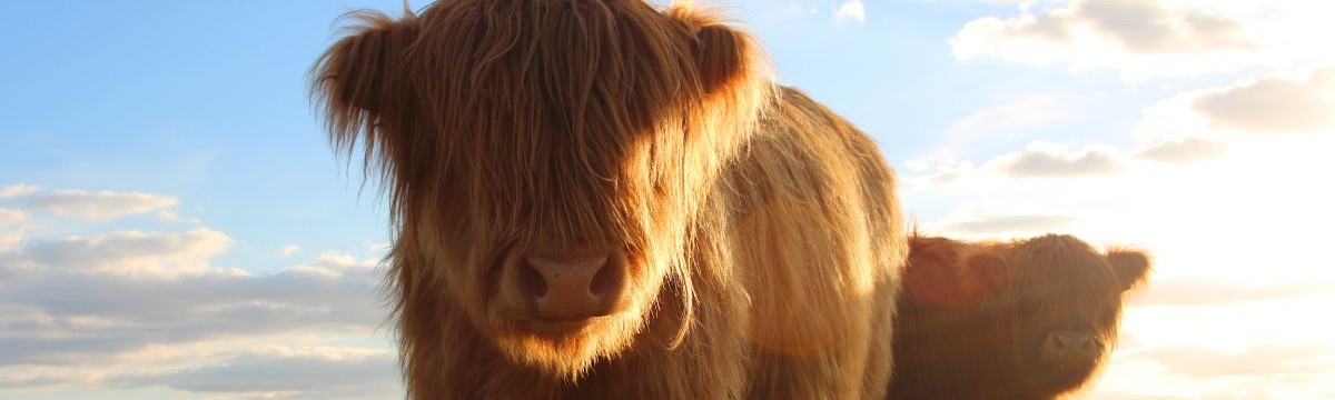 Two highland cows in a field