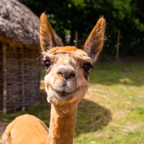 Head shot of an alpaca in an enclosure
