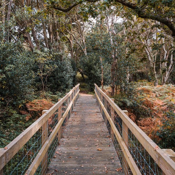 Autumnal scene showing a wooden bridge in a wooded area
