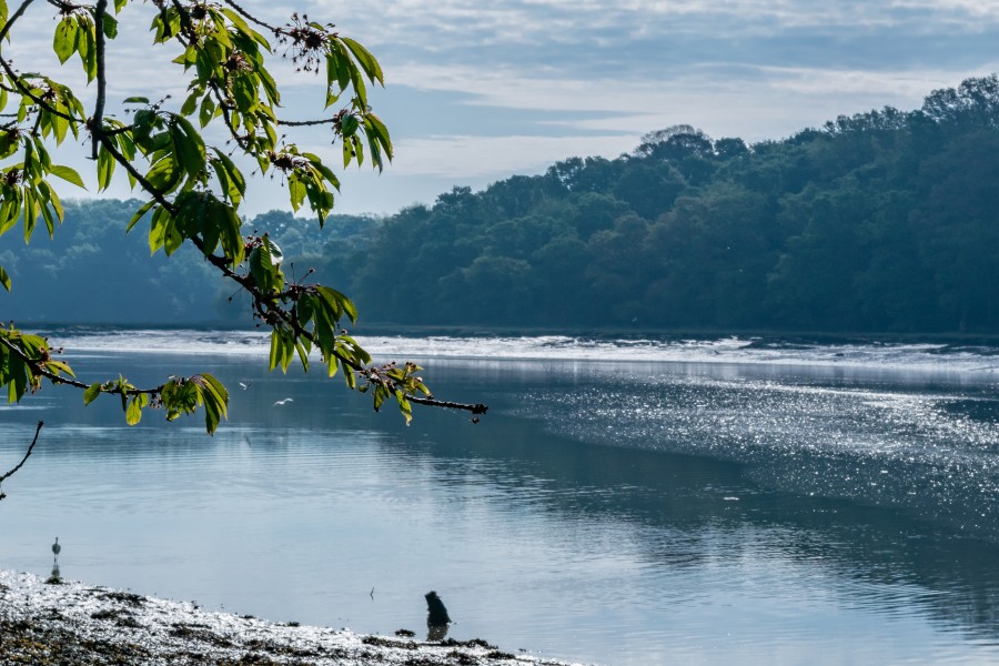View from the shoreline of a river showing a band of trees on the opposite shoreline