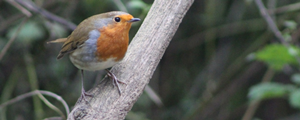 Robin