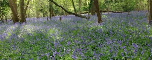 Bluebells