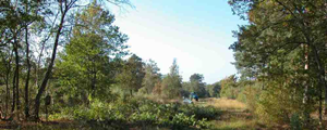Botley Wood