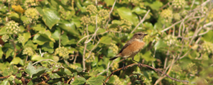 Broxhead Common Stonechat