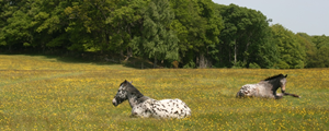Ponies