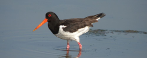 Calshot Marshes