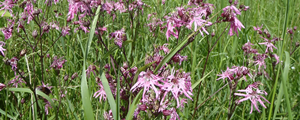 Ragged Robin