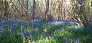 Bluebells at Crab Wood Local Nature Reserve