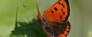 Small Copper butterfly