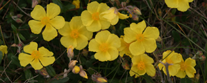 Rock rose