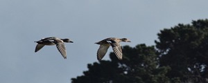 Ducks