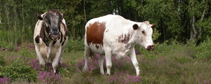 Cattle