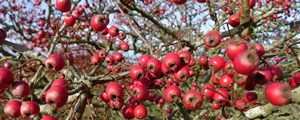 Hawthorn