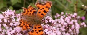 Comma butterfly