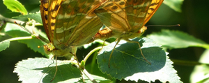 Butterflies