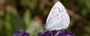 Holly Blue butterfly