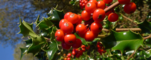 Holly
