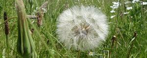 Meadow Salsify