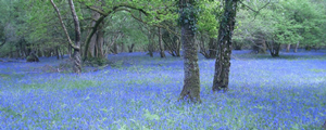 Bluebells