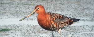 Black-tailed Godwit