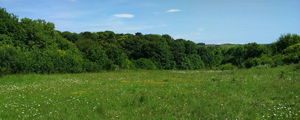 Shawford Down