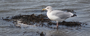 Herring Gull