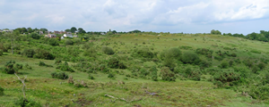 Western New Forest