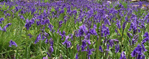 Bluebells
