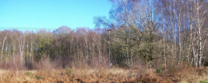 Wickham Common