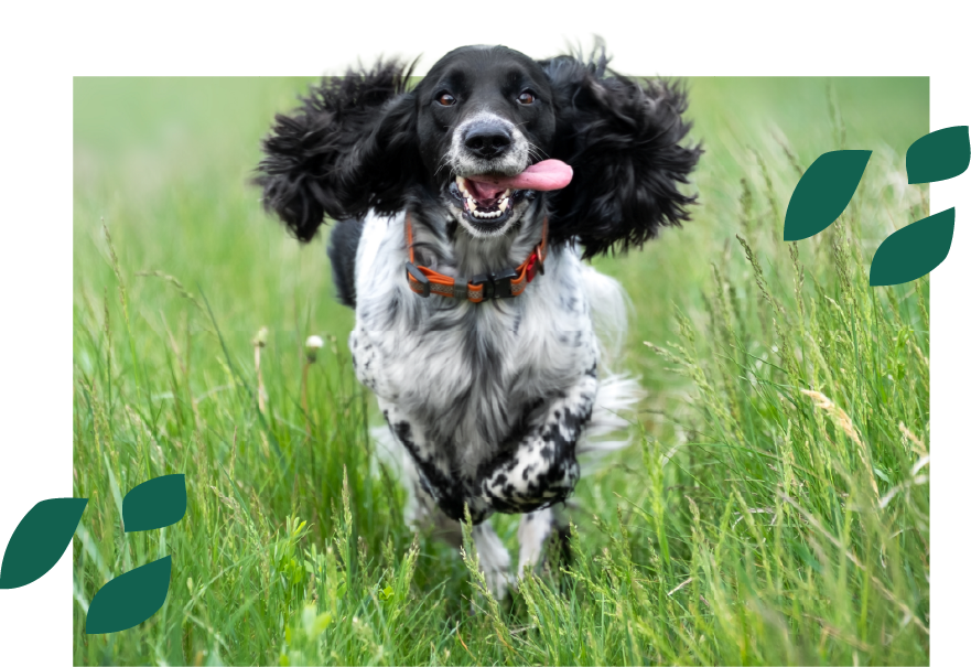 A dog running in  a field