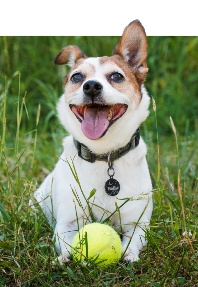 dog sitting in a field